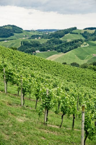 Landschaft von grünen Weingärten