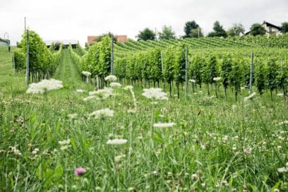Blumenwiese vor den Weingärten