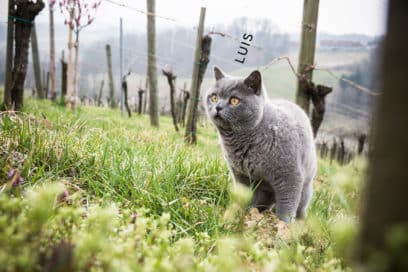 Katze Luis in den Weingärten